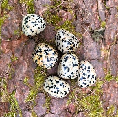 Small Dalmatian Jasper Tumblestones 10-20mm