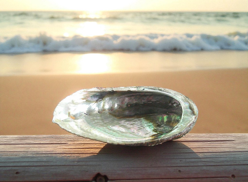 Natural Abalone Shell 10cm - Image 2