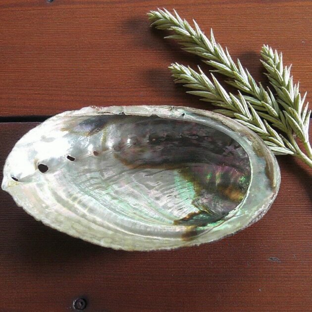 Natural Abalone Shell 10cm