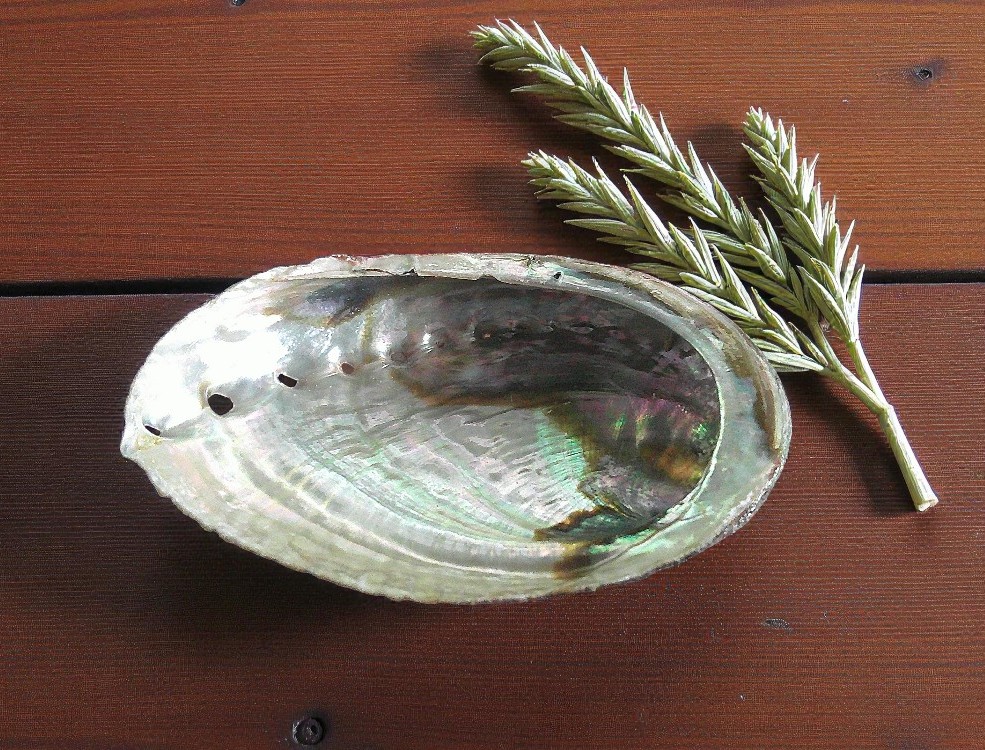 Natural Abalone Shell 10cm